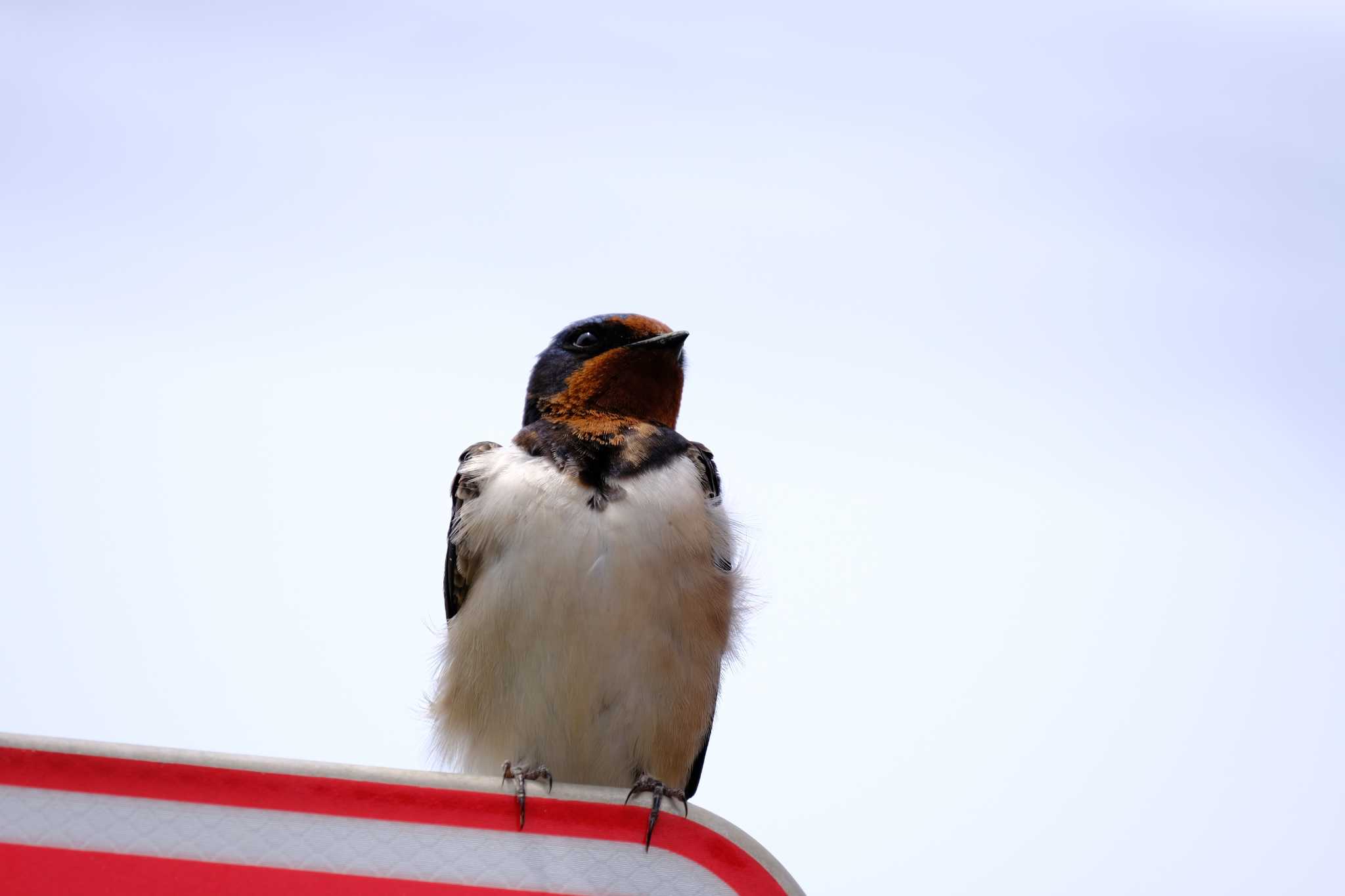 Photo of Barn Swallow at 東京都 by toru