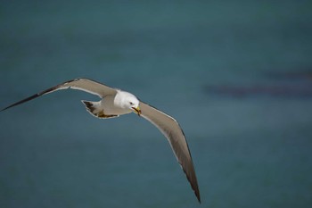 Black-tailed Gull 御津漁港 Fri, 5/6/2022