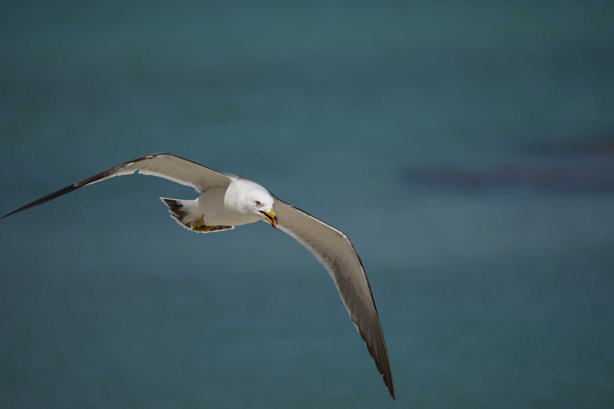 Black-tailed Gull