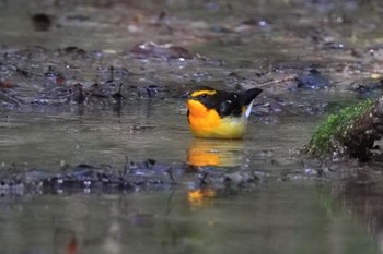 キビタキ 名古屋平和公園 2022年4月30日(土)