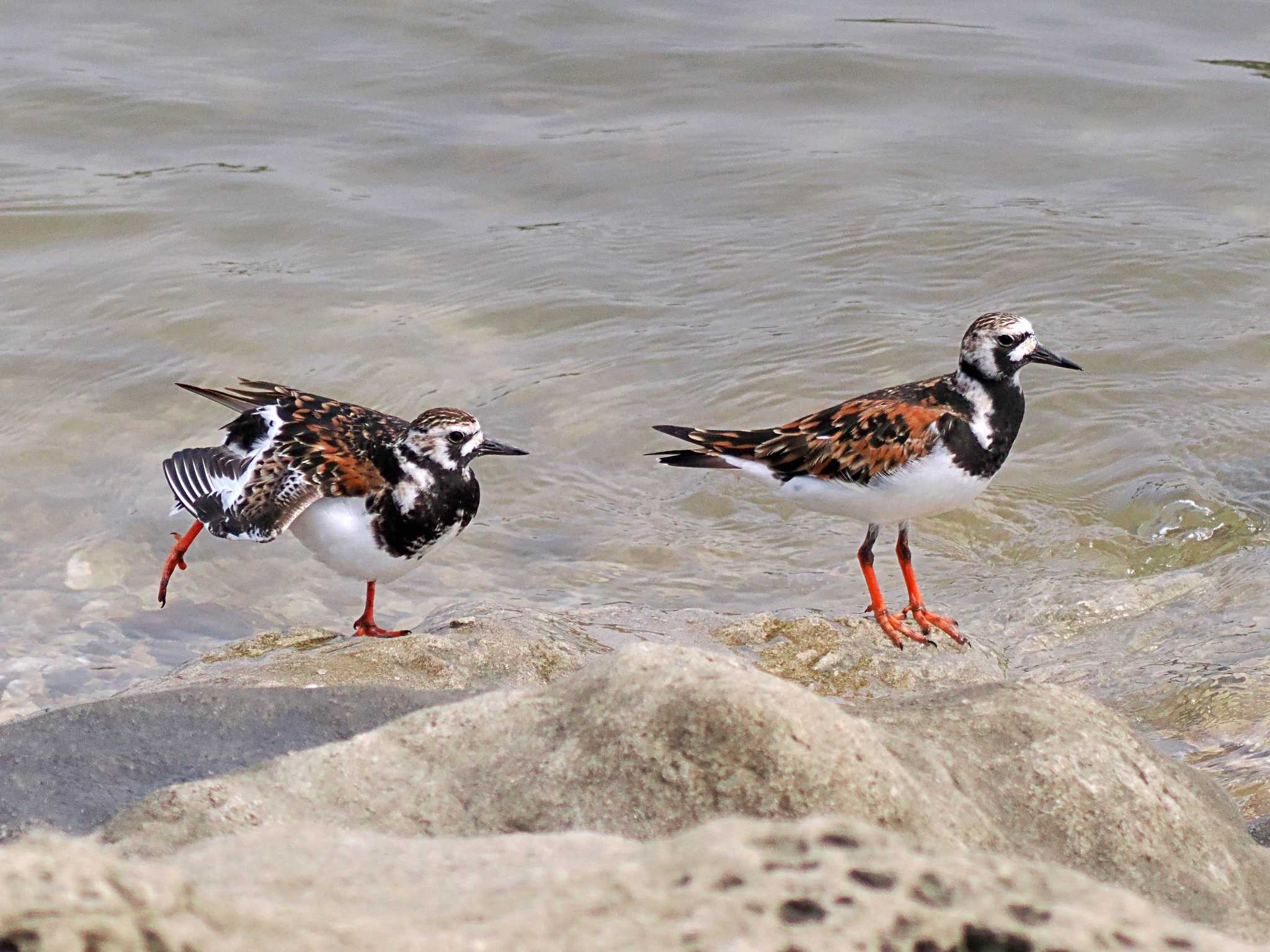 葛西臨海公園 キョウジョシギの写真 by 藤原奏冥