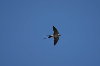 Red-rumped Swallow 御津漁港 Fri, 5/6/2022