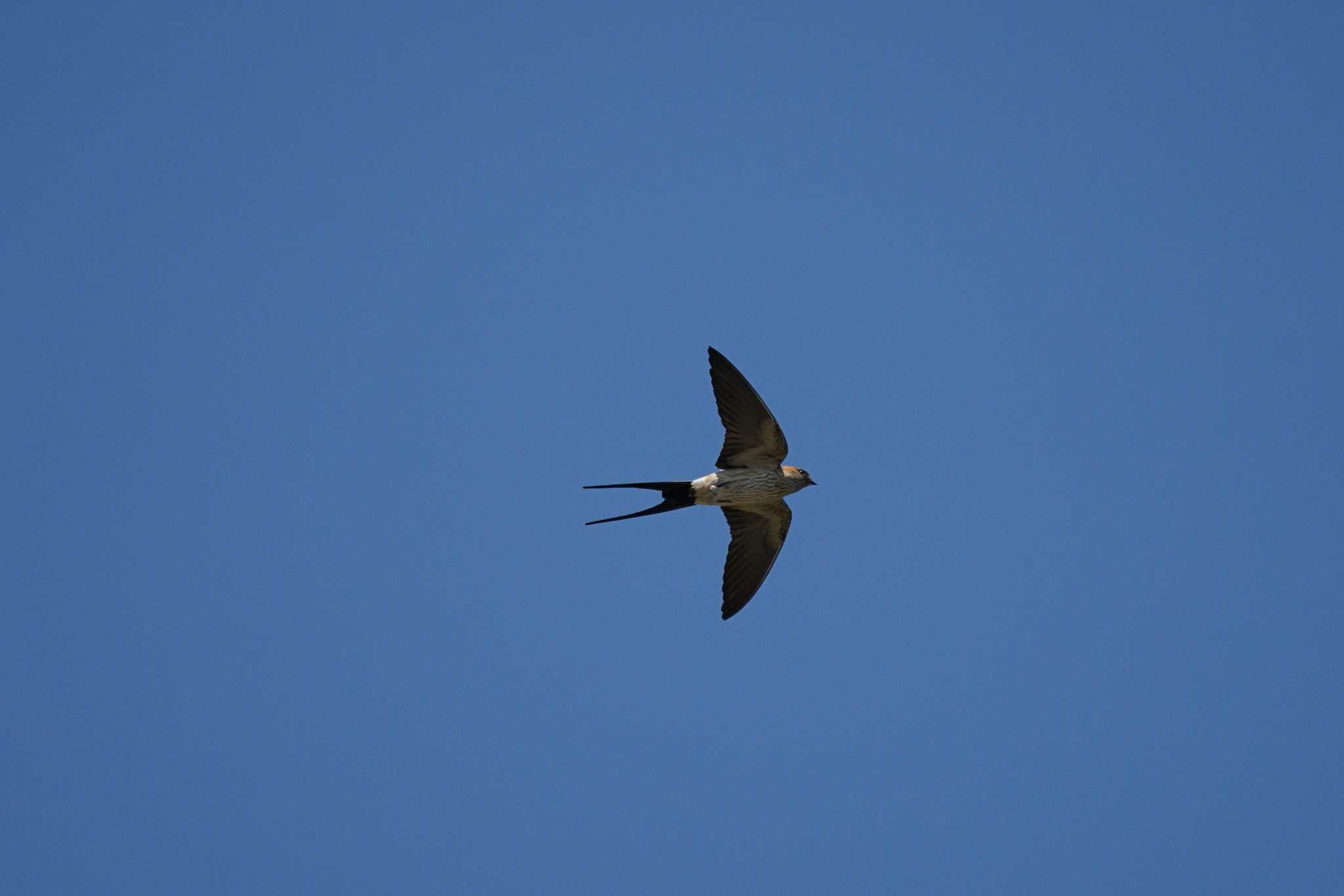 Photo of Red-rumped Swallow at 御津漁港 by ひらも