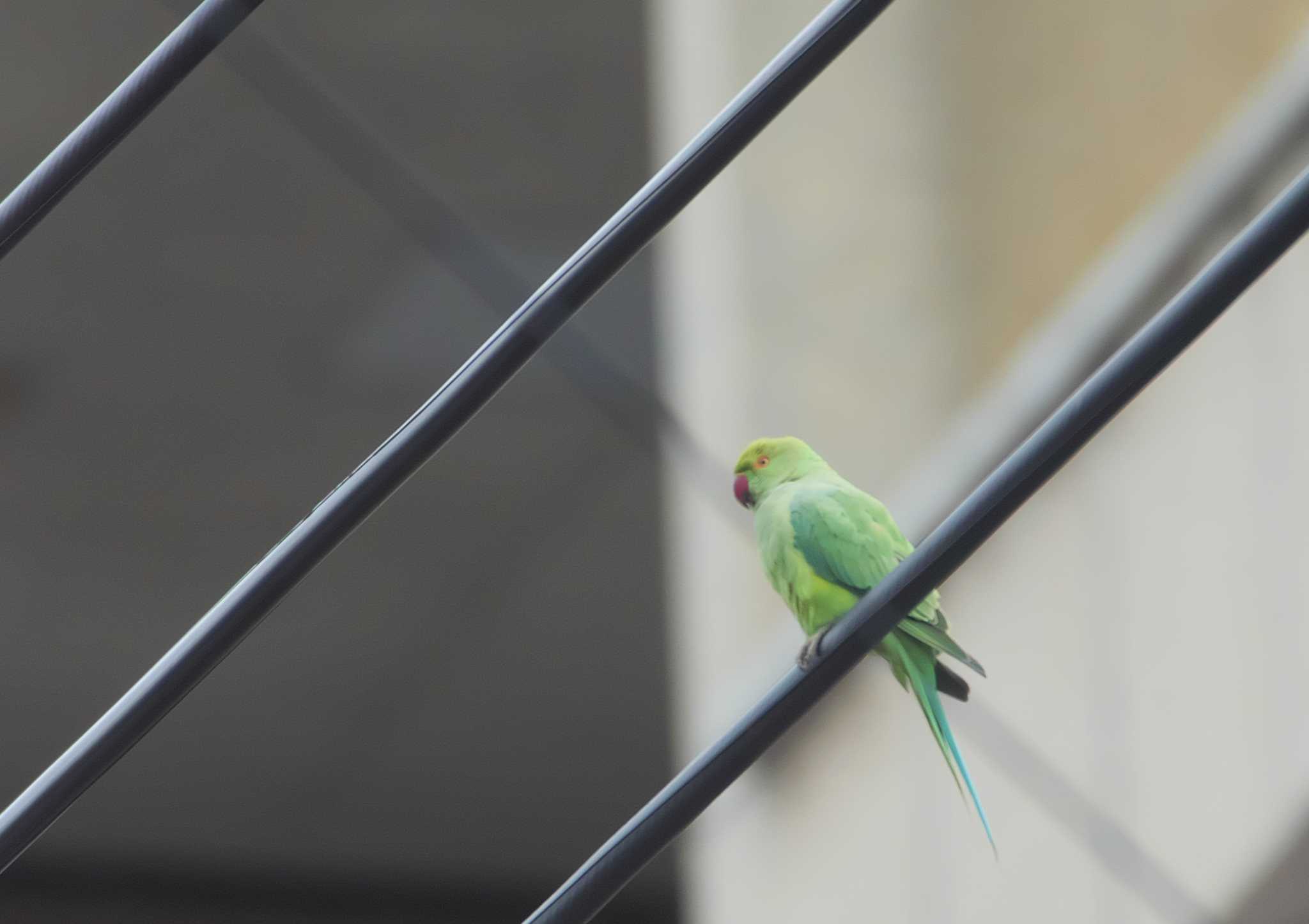  ワカケホンセイインコの写真 by ｐｙ Kapyka