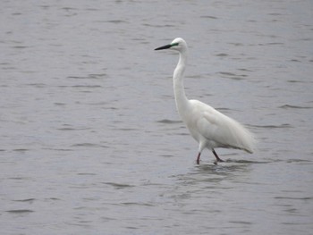 ダイサギ 葛西臨海公園 2022年5月2日(月)