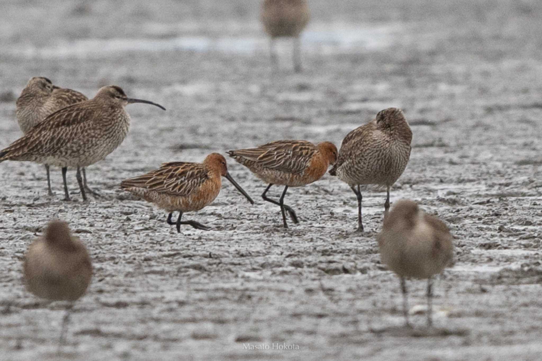 Photo of Asian Dowitcher at Daijugarami Higashiyoka Coast by Trio