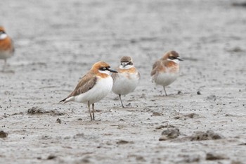 Greater Sand Plover Daijugarami Higashiyoka Coast Sat, 4/30/2022