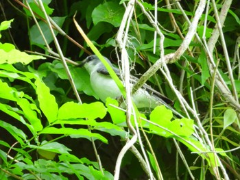 Ashy Minivet 小笠山 Fri, 5/6/2022