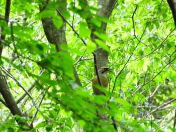 Japanese Green Woodpecker 小笠山 Fri, 5/6/2022