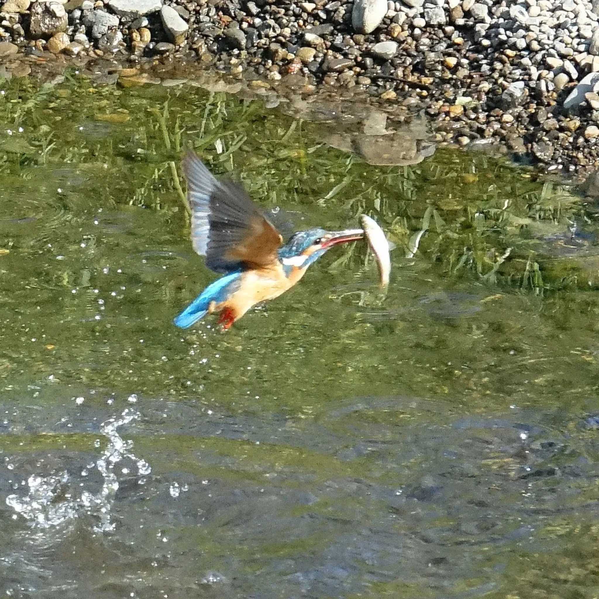 埼玉県狭山市 カワセミの写真 by アカウント4387