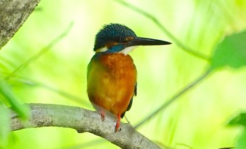 2022年5月6日(金) 千里東町公園の野鳥観察記録