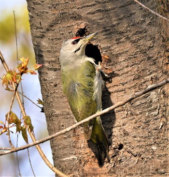 Grey-headed Woodpecker 野幌森林公園 Fri, 5/6/2022