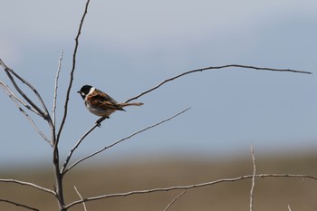 2022年5月6日(金) はまなすの丘公園(石狩市)の野鳥観察記録