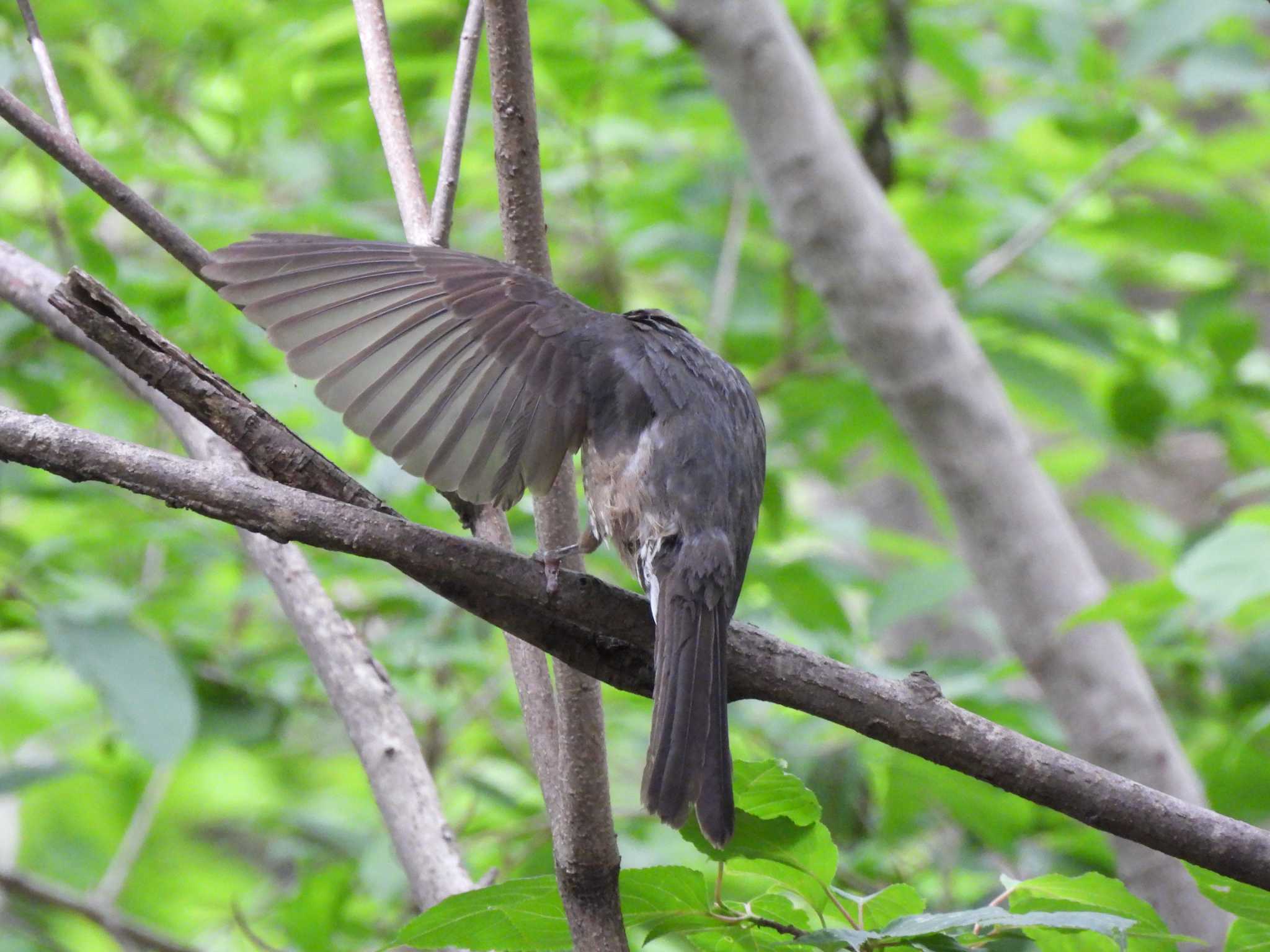 Photo of Brown-eared Bulbul at 権現山(弘法山公園) by まつのすけ