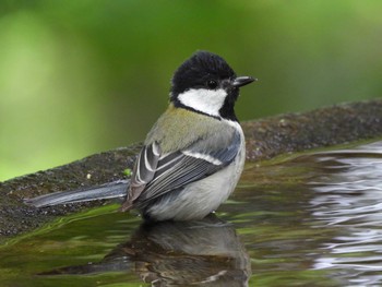 Japanese Tit 権現山(弘法山公園) Fri, 5/6/2022