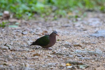 Common Emerald Dove Kaeng Krachan National Park Sat, 11/25/2017