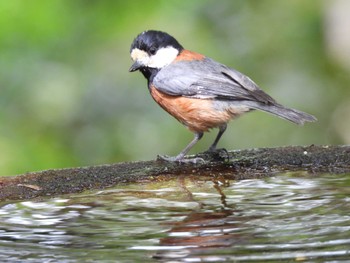 Varied Tit 権現山(弘法山公園) Fri, 5/6/2022