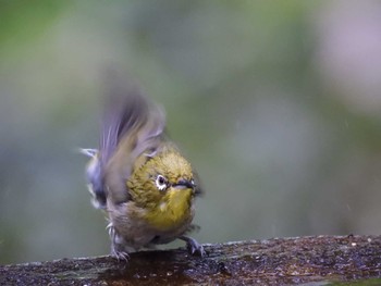 Warbling White-eye 権現山(弘法山公園) Fri, 5/6/2022