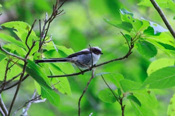 Long-tailed Tit 各務原公園 Fri, 5/6/2022