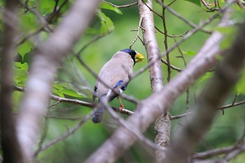 Japanese Grosbeak 各務原公園 Fri, 5/6/2022