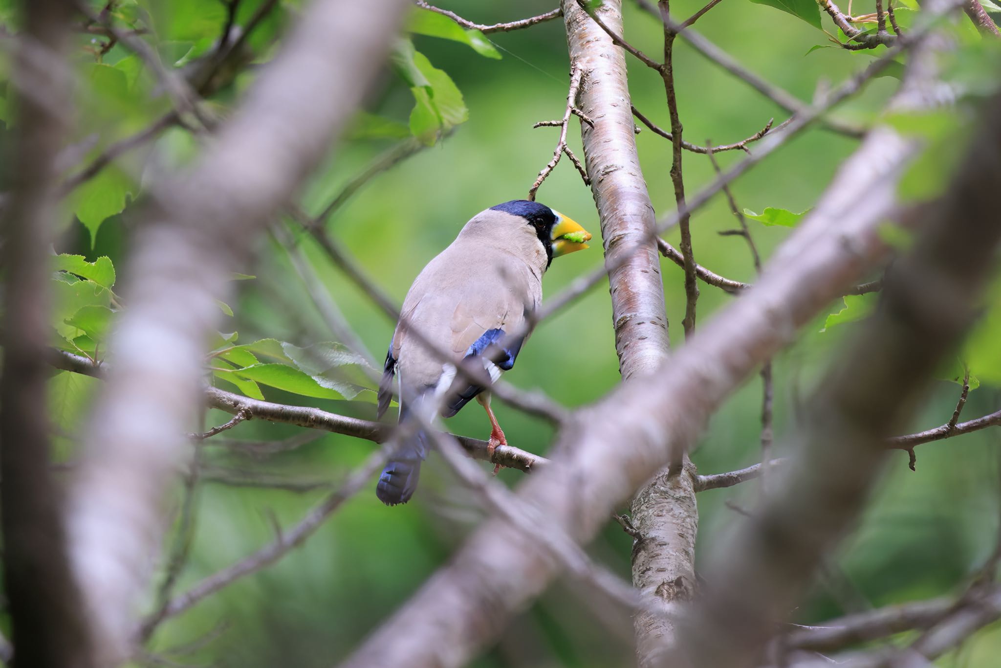 Photo of Japanese Grosbeak at 各務原公園 by アカウント5104