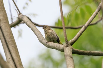 Fri, 5/6/2022 Birding report at 各務野自然遺産の森
