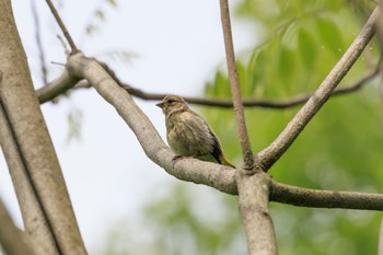 Grey-capped Greenfinch 各務野自然遺産の森 Fri, 5/6/2022