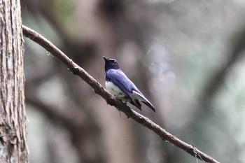 Blue-and-white Flycatcher Unknown Spots Fri, 5/6/2022