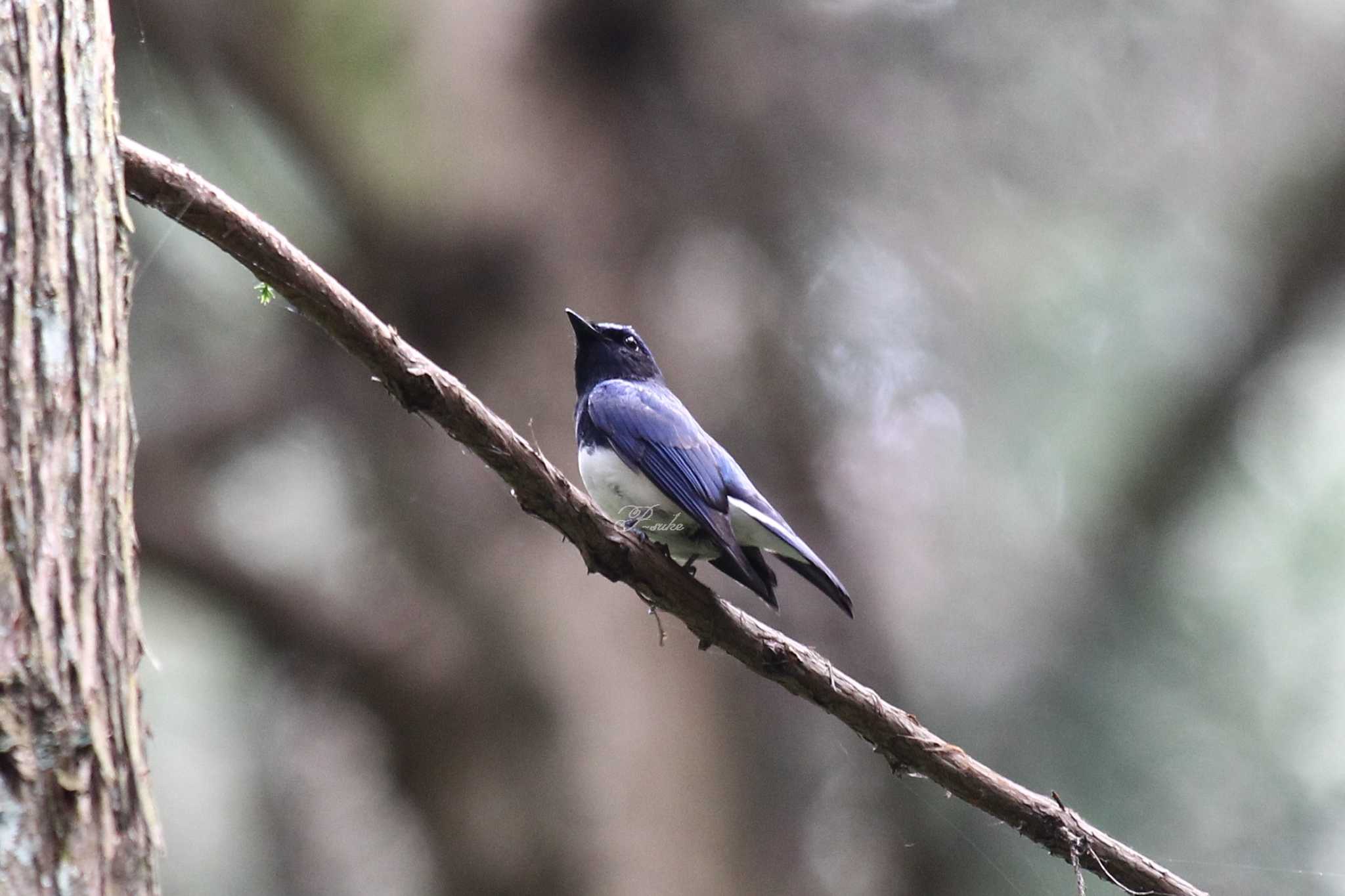 Photo of Blue-and-white Flycatcher at  by ピースケ