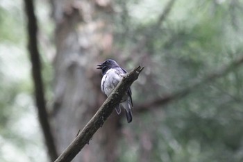 Blue-and-white Flycatcher Unknown Spots Fri, 5/6/2022