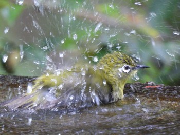 Warbling White-eye 権現山(弘法山公園) Fri, 5/6/2022