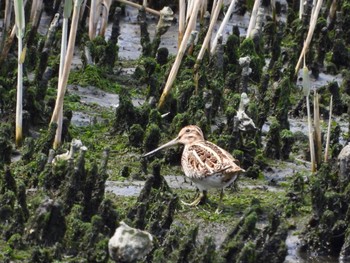 2022年5月6日(金) 東京港野鳥公園の野鳥観察記録