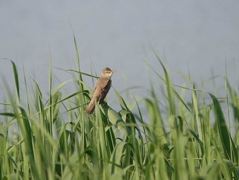 Oriental Reed Warbler Isanuma Thu, 5/5/2022