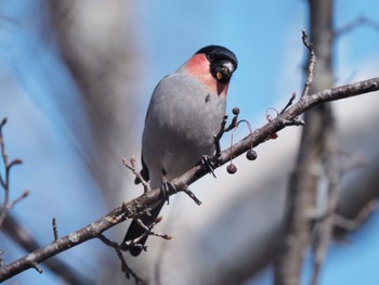 Eurasian Bullfinch Senjogahara Marshland Mon, 5/2/2022