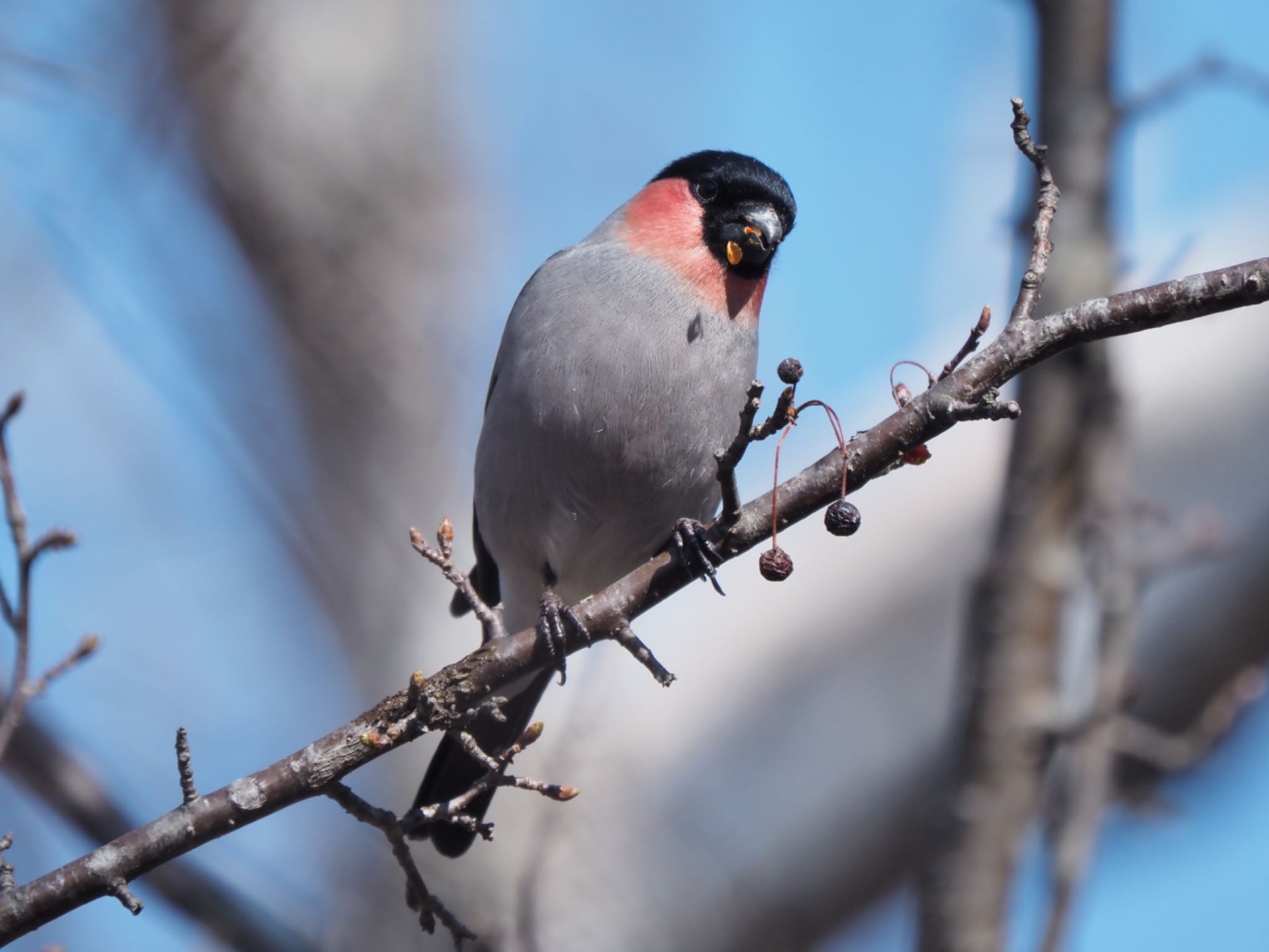 Photo of Eurasian Bullfinch at Senjogahara Marshland by masaki