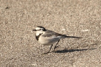 White Wagtail 網代 Sat, 12/2/2017