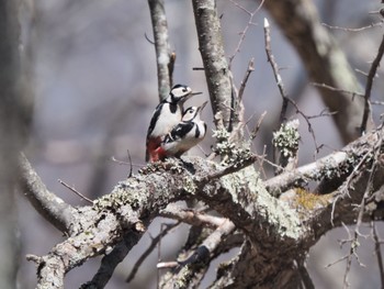 Great Spotted Woodpecker Senjogahara Marshland Mon, 5/2/2022