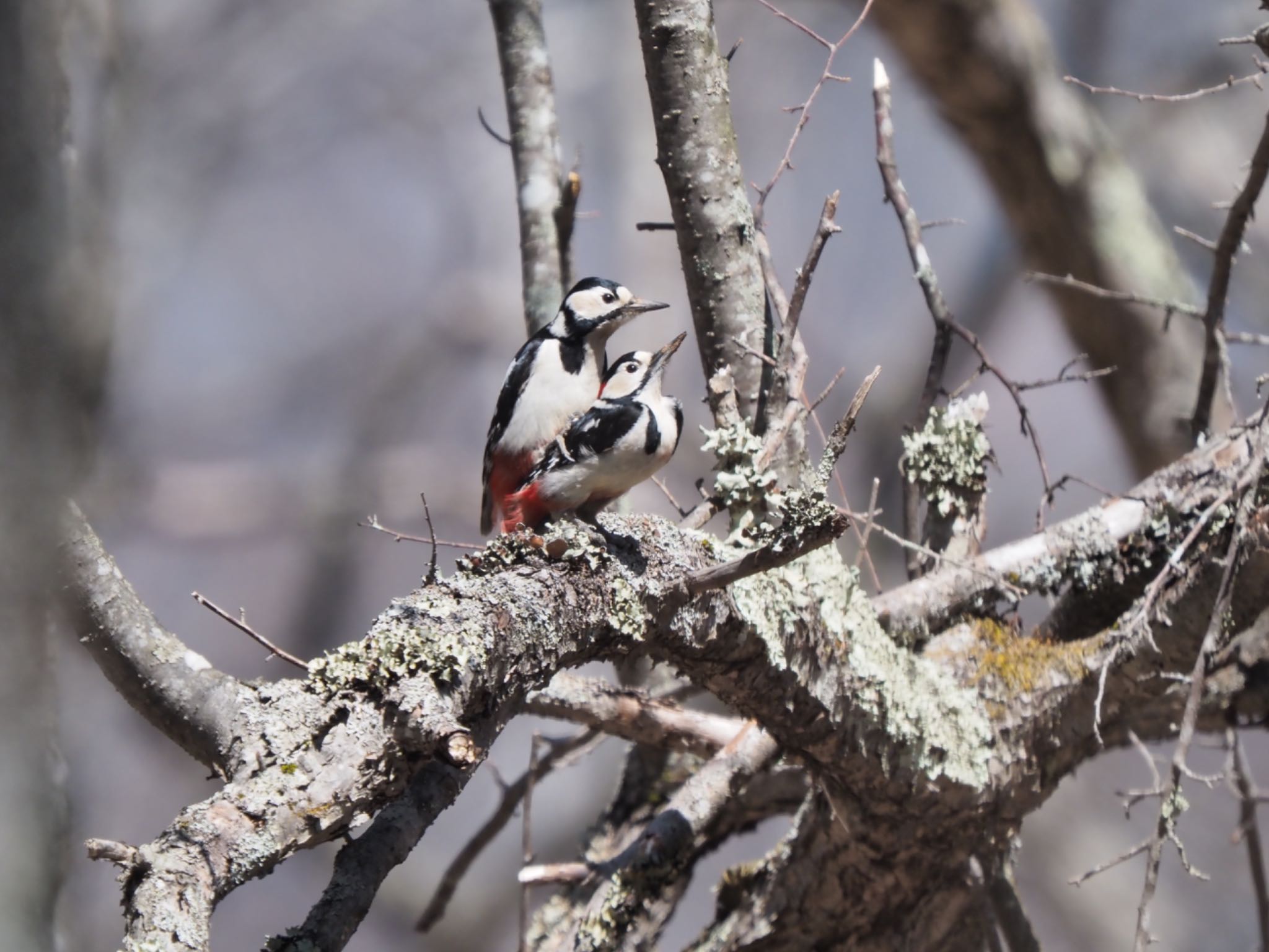 Photo of Great Spotted Woodpecker at Senjogahara Marshland by masaki