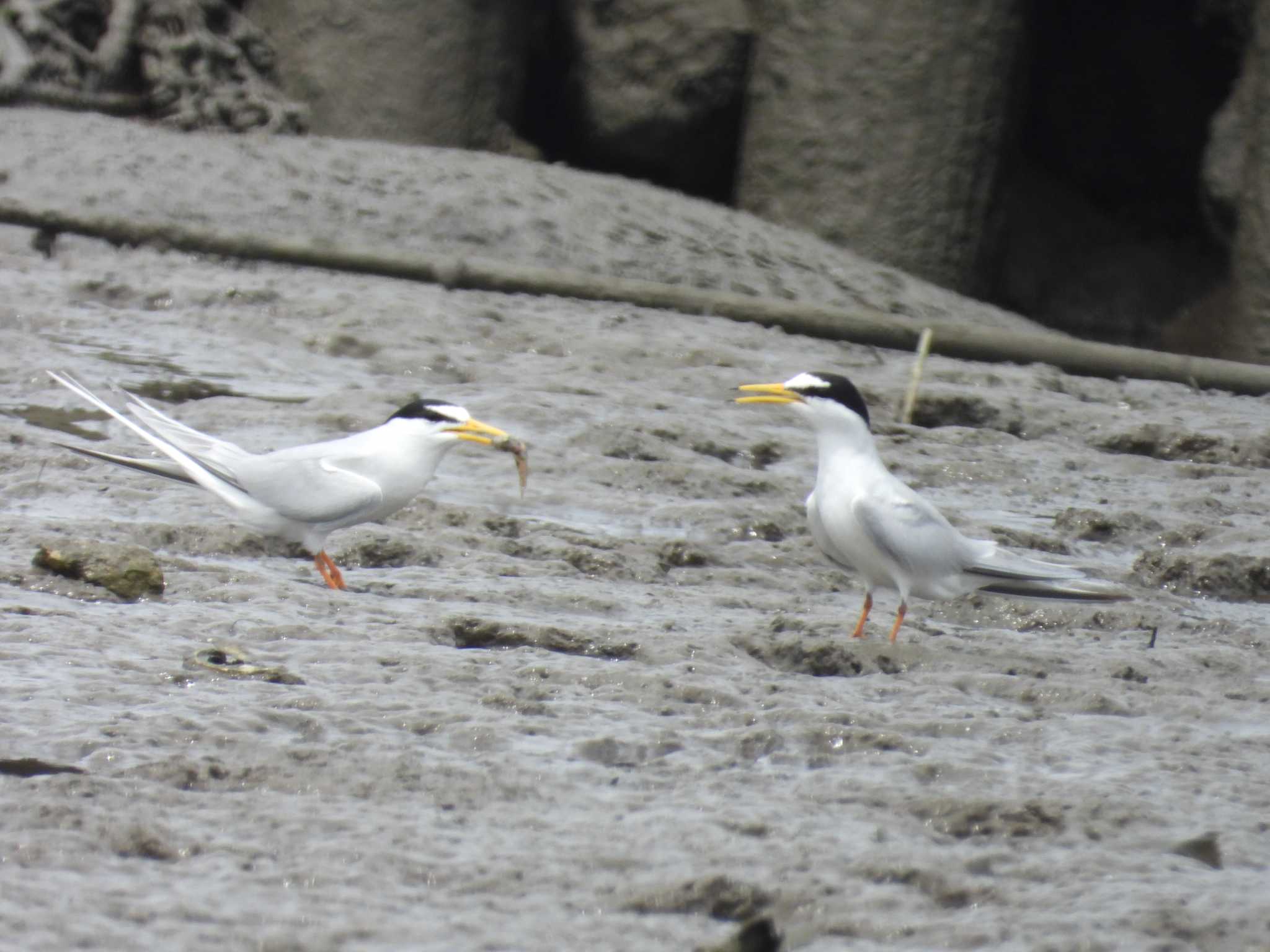 Photo of Little Tern at 千住桜木自然地 (東京都足立区) by Toru Koido