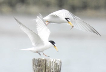 2022年5月6日(金) 千住桜木自然地 (東京都足立区)の野鳥観察記録