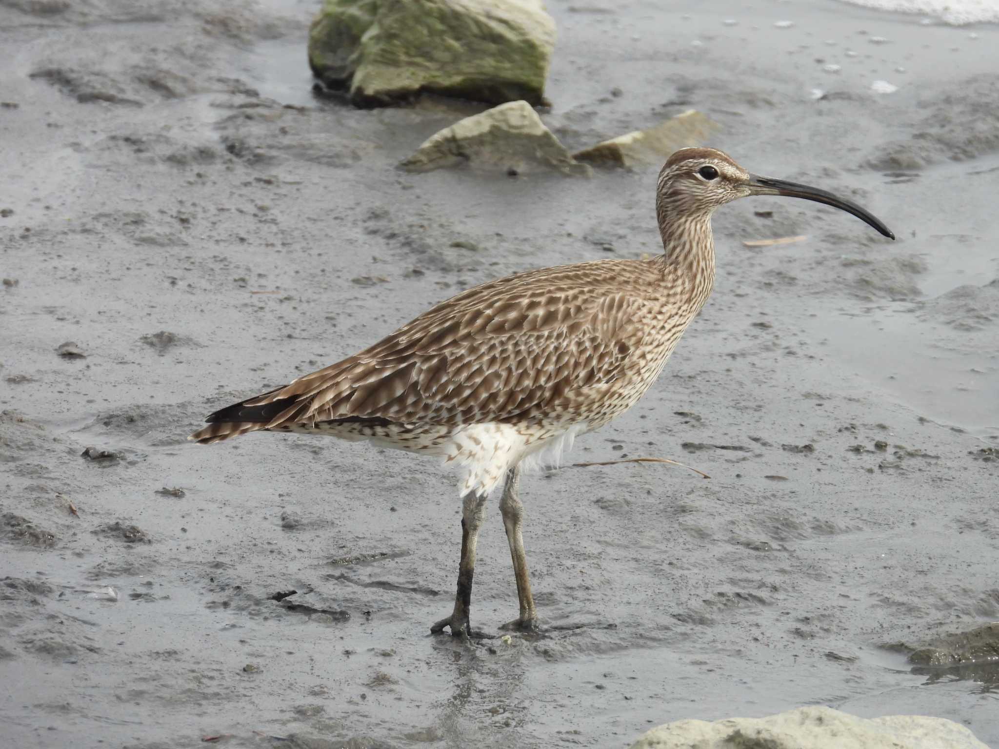 Photo of Eurasian Whimbrel at 千住桜木自然地 (東京都足立区) by Toru Koido