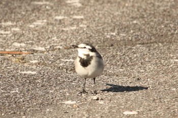 White Wagtail 網代 Sat, 12/2/2017