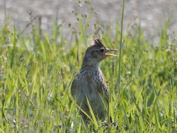 ヒバリ 淀川河川公園 2022年5月5日(木)