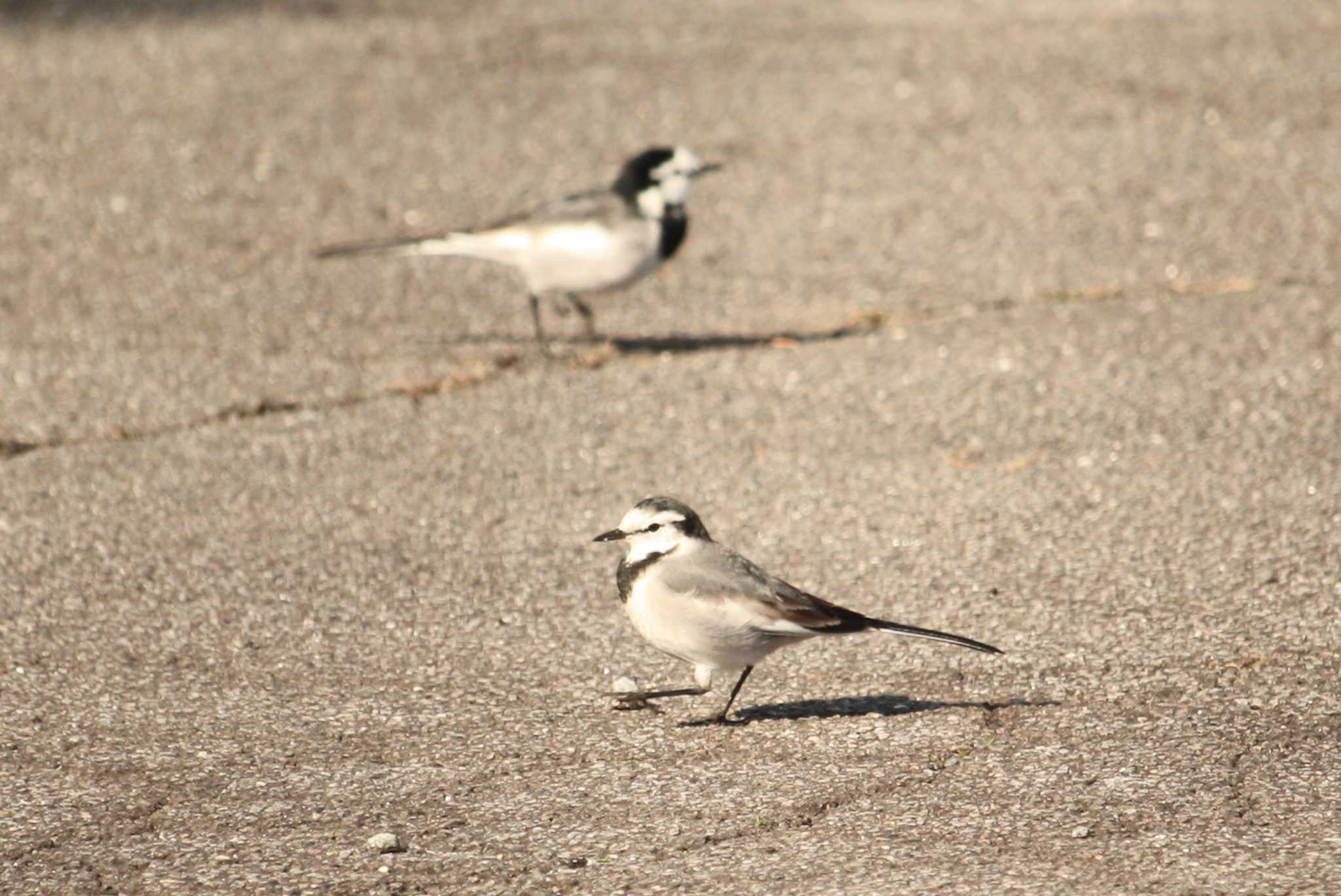 Photo of White Wagtail at 網代 by Yuka