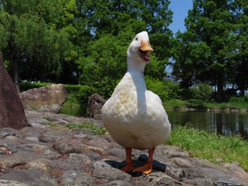 アヒル 庄和総合公園 2022年5月5日(木)