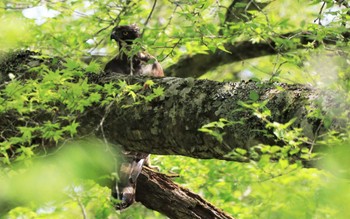 クマタカ 紀伊山地 2022年5月5日(木)