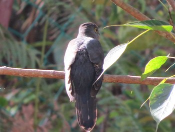 Indian Cuckoo マレーシア Sat, 2/23/2013