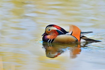 Mandarin Duck 緑ヶ丘公園(帯広市) Fri, 5/6/2022