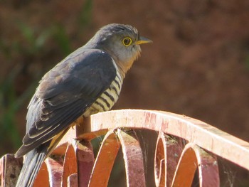 Indian Cuckoo マレーシア Sat, 2/23/2013