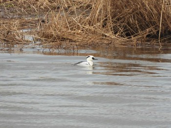 Smew 札幌モエレ沼公園 Mon, 5/2/2022